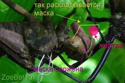 добив Dragonfly ларви маса (снимки, видео)