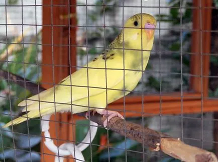 Molt в вълнисти папагалчета, когато MOLT папагалчетата (снимки)