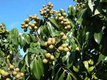 Longan - ползи, вреди и противопоказания