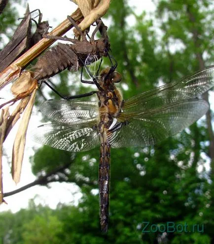 добив Dragonfly ларви маса (снимки, видео)
