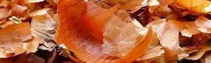 Onion кори - ползи и вреди, рецепти