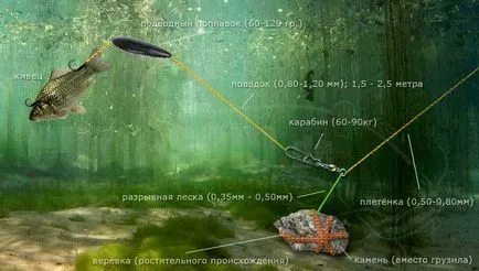 Улавянето сом магаре, на брега лятно как да DONK за ​​улов на сом