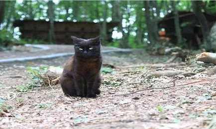 Един малък град построен само за ... бездомни котки! (Само) Един малък град построен ... просто за бездомни котки!