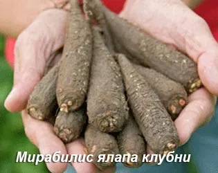 Mirabilis - отглеждането на семена за получаване на разсад, се грижат за красива нощ