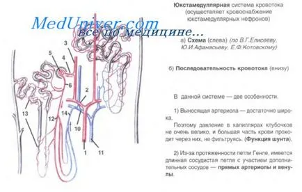 пикочните пътища
