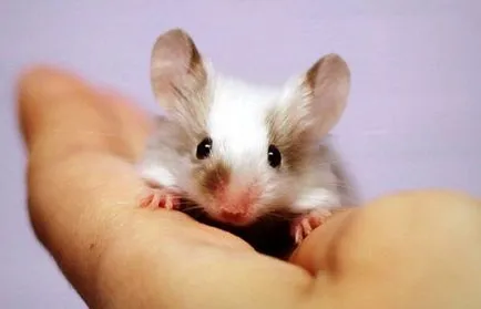 Mouse дома, малкия малко животно - голяма радост (къща на мишката) Mouse дома, малкия малко животно - голяма радост