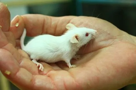 Mouse дома, малкия малко животно - голяма радост (мишка у дома) Mouse дома, малкия малко животно - голяма радост