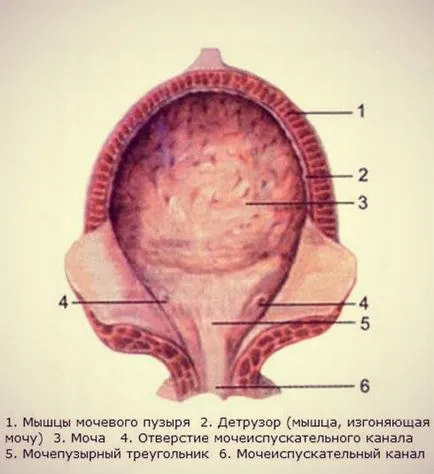 Пикочните пътища и уриниране