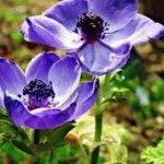 Echinops - трънливи цветя в градината, летовник ден (Echinops) Echinops - трънливи цветя в градината, летовник ден