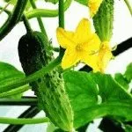 Echinops - трънливи цветя в градината, летовник ден (Echinops) Echinops - трънливи цветя в градината, летовник ден