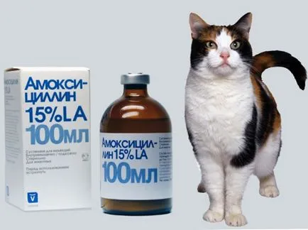 Възможно ли е да се даде амоксицилин към котки, котката и котката