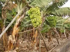 Какво растат банани