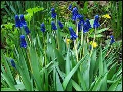 Muscari отглеждане и дестилация