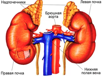 Надбъбречните жлези, работата си и функция
