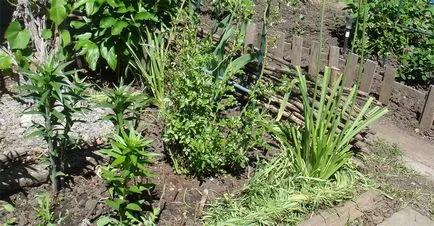 Muscari засаждане и грижи, снимка Muscari цветя, отглеждане, размножаване и съхранение