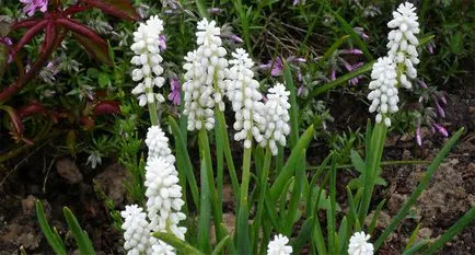 Muscari засаждане и грижи, снимка Muscari цветя, отглеждане, размножаване и съхранение