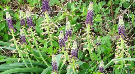 Muscari засаждане и грижи, снимка Muscari цветя, отглеждане, размножаване и съхранение