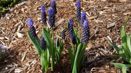 Muscari засаждане и грижи, снимка Muscari цветя, отглеждане, размножаване и съхранение
