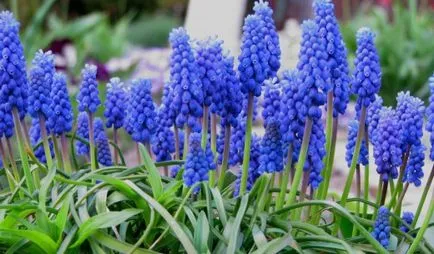 Muscari - засаждане и грижи, отглеждане и сортове