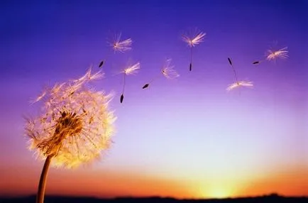 Wise фрази за любовта и живота