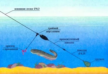 Какво и как да се хване сом от брега магаре