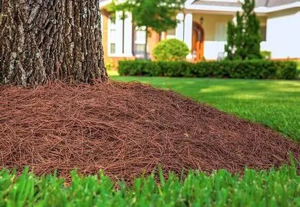 Pine употреба мулч бор боклук в градината, видео и фото (носилката) Pine употреба мулч бор боклук в градината, видео и снимки