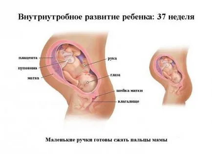 Леко стомаха преди доставката