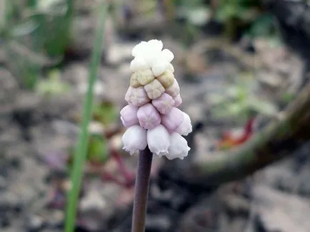 Muscari - засаждане и грижи, отглеждане и сортове