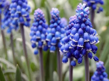 Muscari - засаждане и грижи, отглеждане и сортове