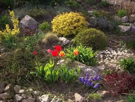 Muscari - отглеждане, грижи, видове и сортове