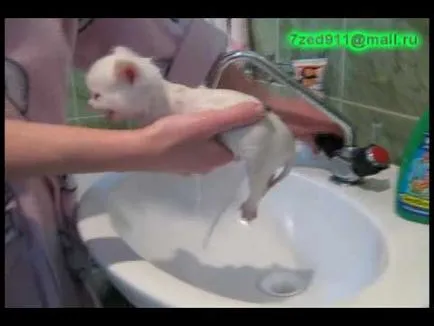 Мога ли да се къпят котето