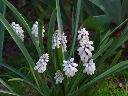 Muscari - засаждане и грижи, отглеждане и сортове