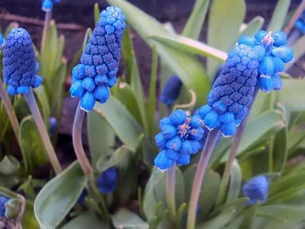 Muscari - засаждане и грижи, отглеждане и сортове