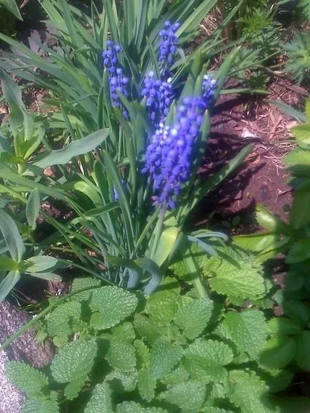 Muscari - отглеждане, грижи, видове и сортове
