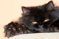 Smeshnye истории за котки
