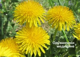 Какво е ментов мус Какво е ментов мус