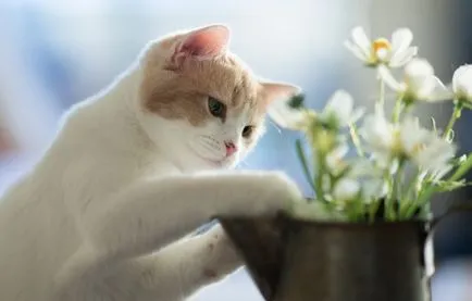котка състояние