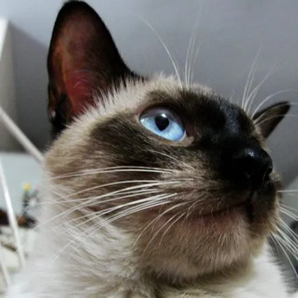 Smeshnye истории за котки