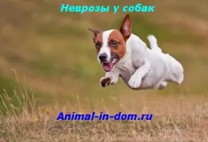 Неврози при кучета, лечението на животни (мания) Неврози при кучета, лечение на животни