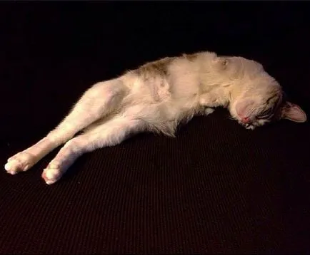 Необичайни Cat - Star Instagram - хумор FM - Главен за хумор