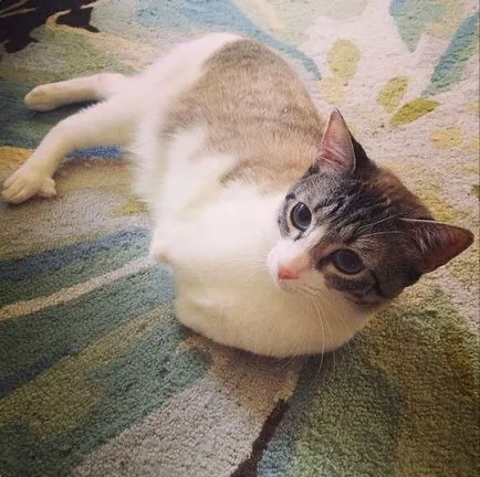 Необичайни Cat - Star Instagram - хумор FM - Главен за хумор