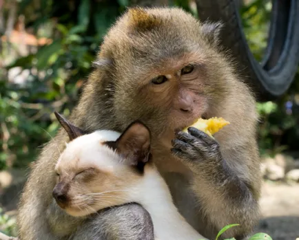 Monkey и заек съвместимост в любовта, брака хороскоп