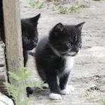Какво правят котките, забавен и информативен блог на къщата на изгряващото слънце