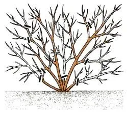 Garden Резитба как и кога да се режат дървета в градината (нарязани) Garden Резитба как и кога да се режат дървета в градината