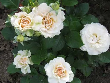Резитбата Rose (Rose резитба) резитба рози