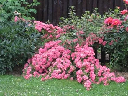 Резитбата Rose (Rose резитба) резитба рози
