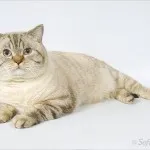 Цвят-точка - котка с цветни маркировки