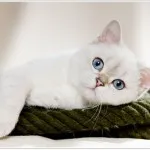 Цвят-точка - котка с цветни маркировки