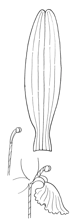 Орхидеи плат