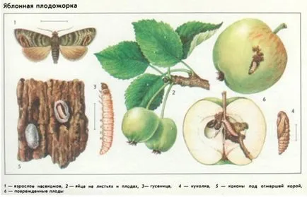 Основни вредители на ябълка, ябълката, за да се предпази от мръсни насекоми (защити) Основните вредители ябълкови дървета, как да се предпазват ябълкови дървета от насекоми, мръсен